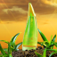 Holika-Holika-Aloe-Facial-Cleansing-Foam-150ml.png